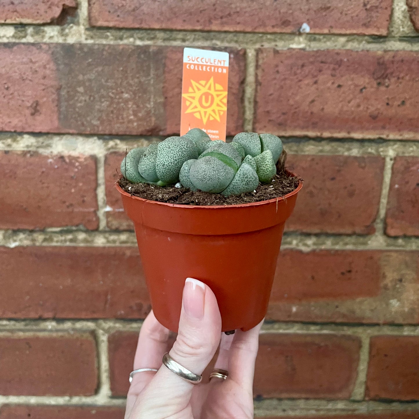 Living Stone/Lithops