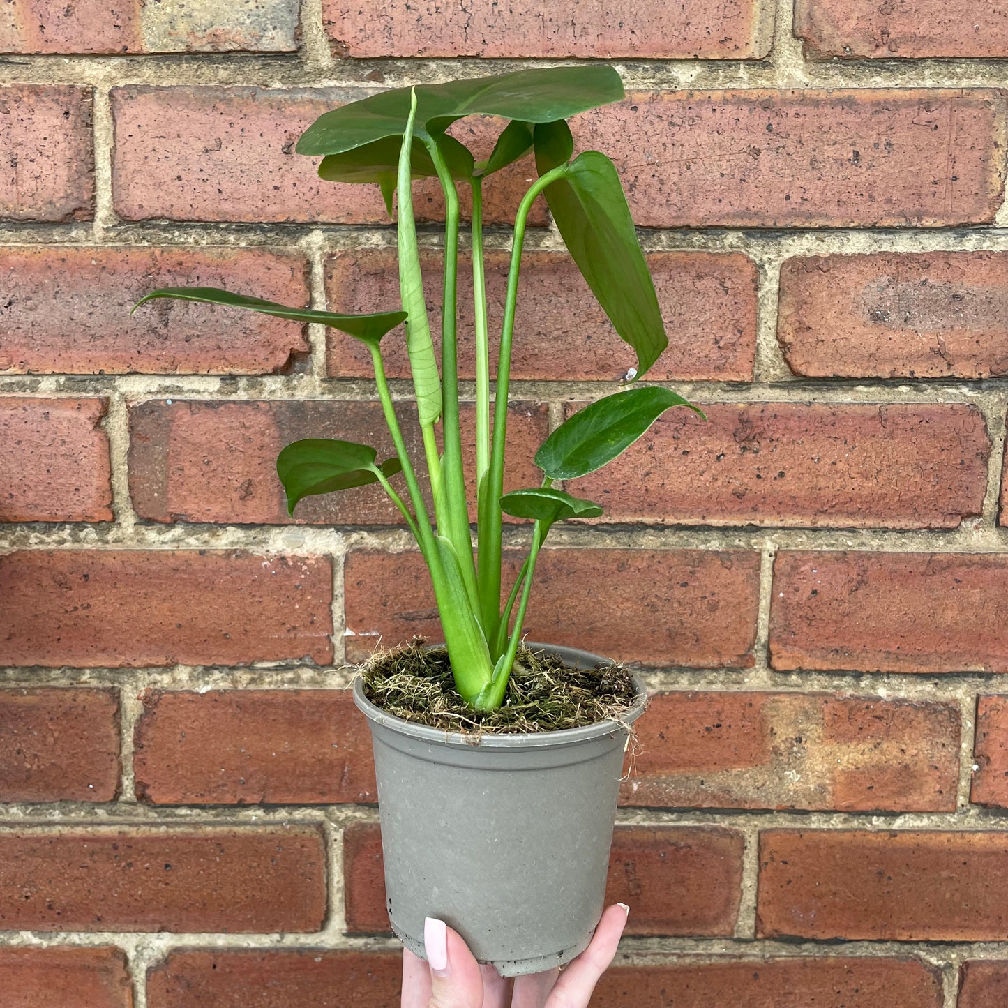 Monstera Deliciosa Swiss Cheese Plant
