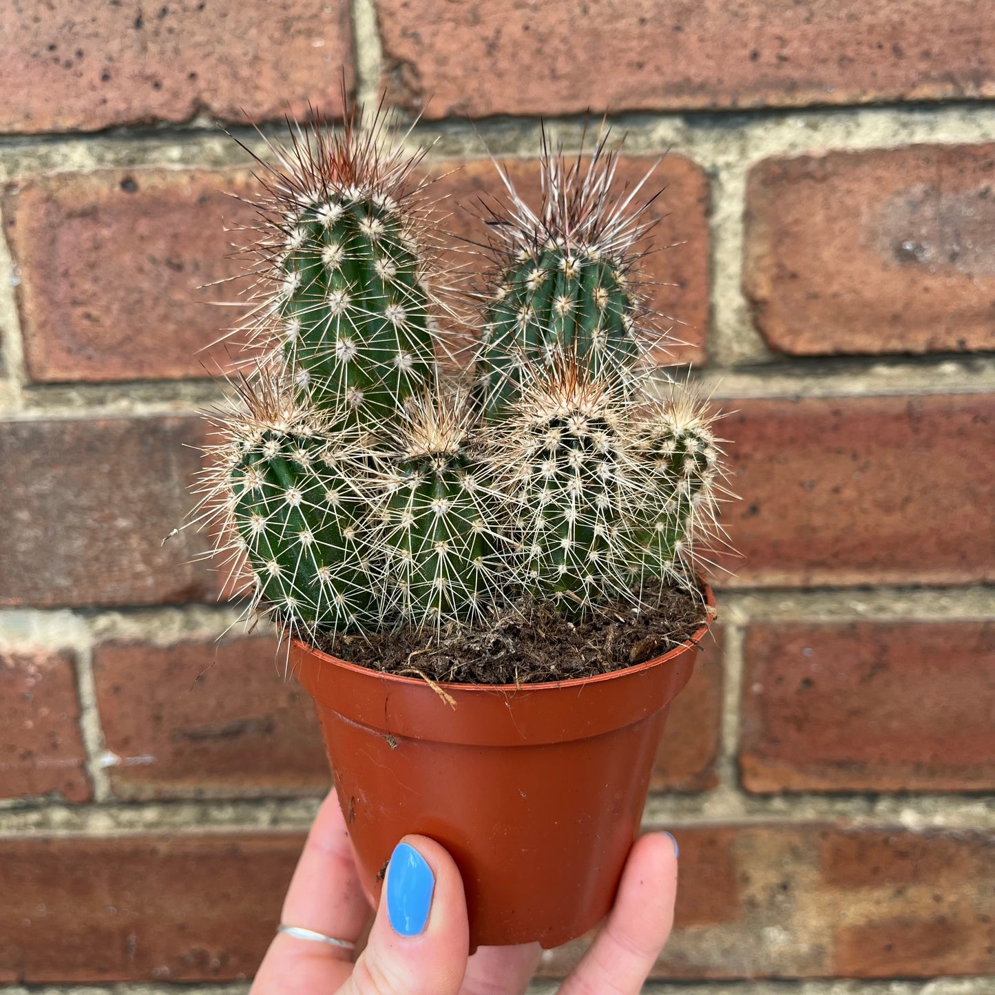 Cactus Mix