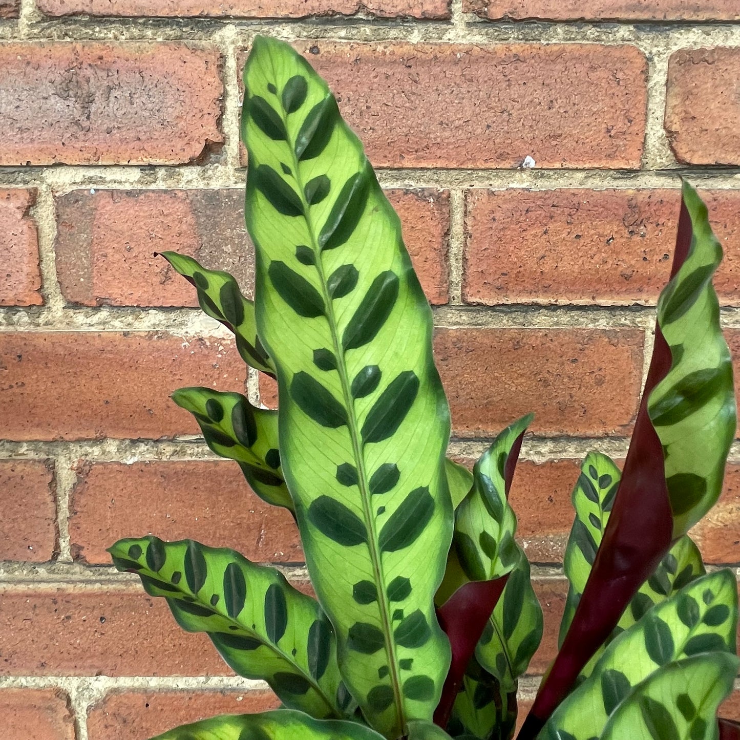 Calathea Lancifolia Rattlesnake