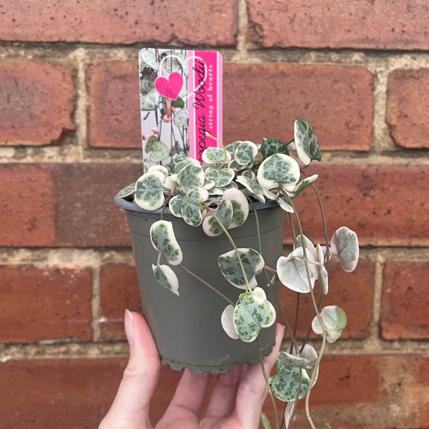Variegated String of Hearts Ceropegia Woodii 8cm