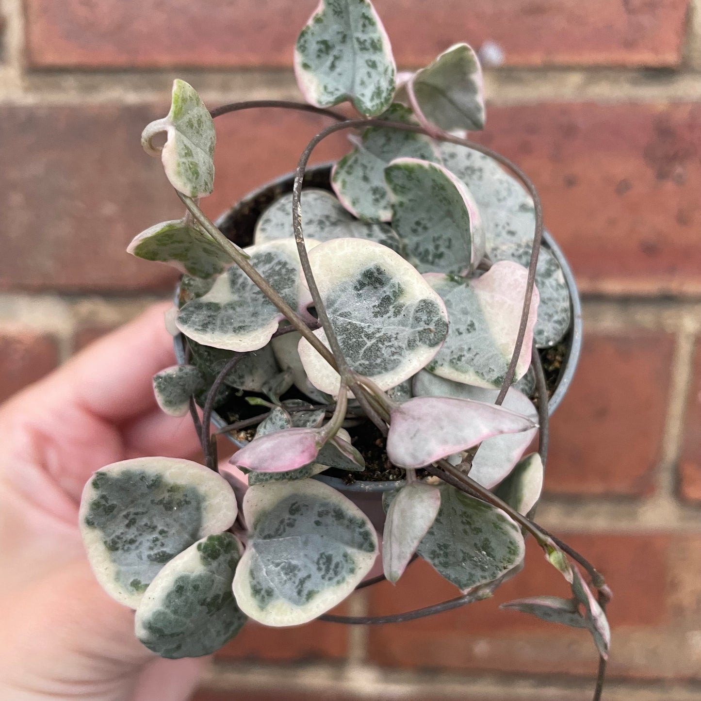 Baby Variegated String of Hearts Ceropegia Woodii