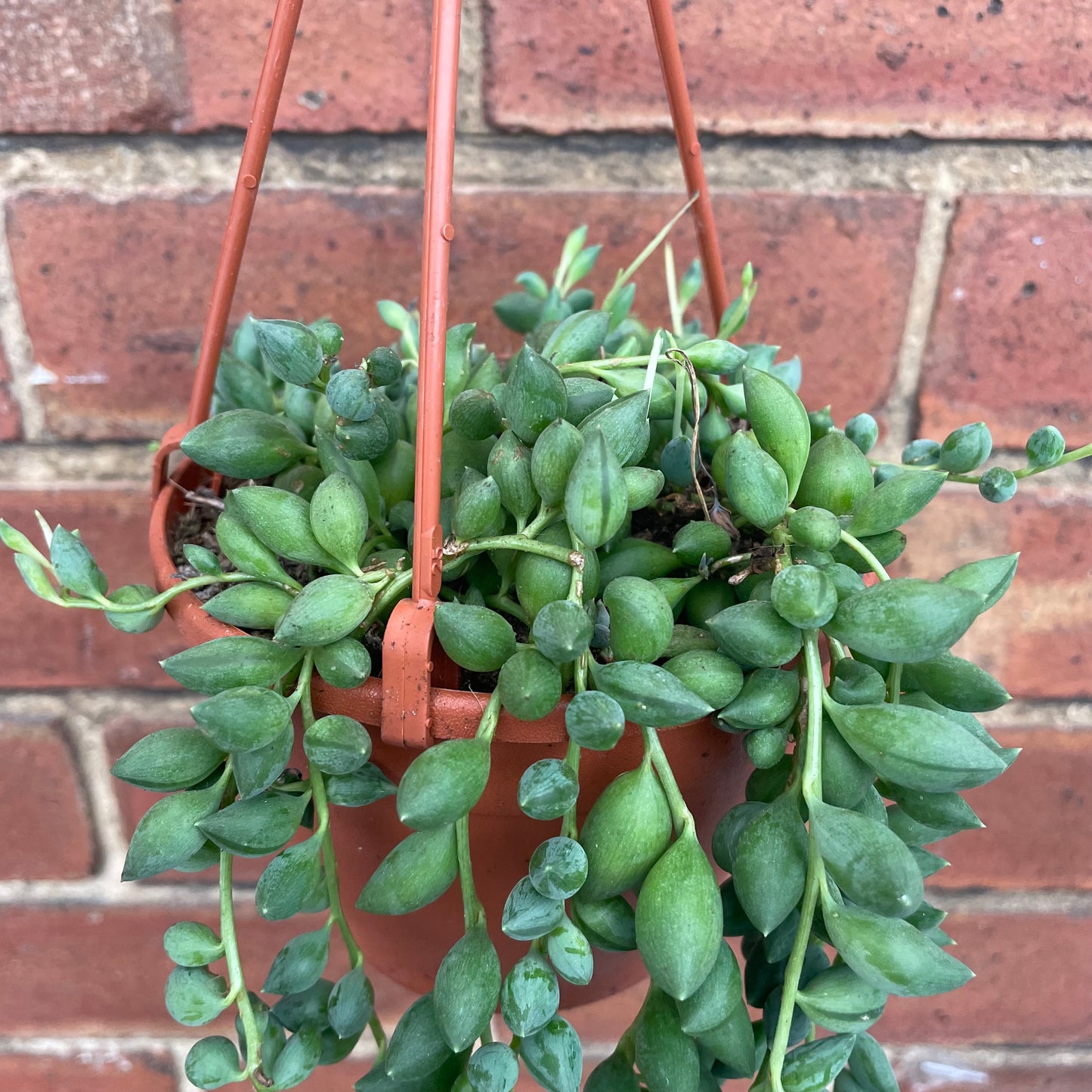 String Of Beads/Senecio Herreianus