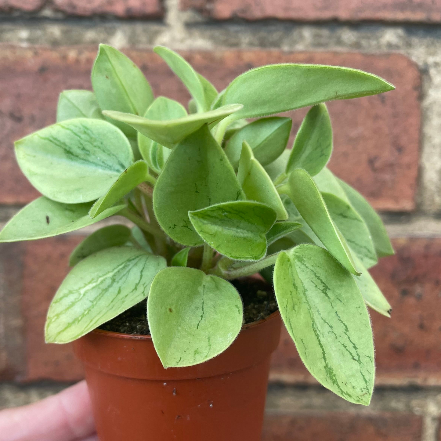 Baby Peperomia Orba Pixie Lime Variegated