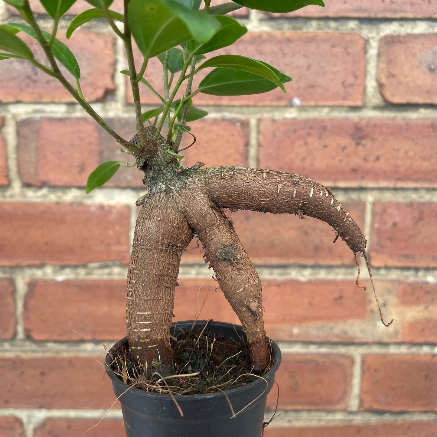 Baby Ficus Ginseng Bonsai Tree
