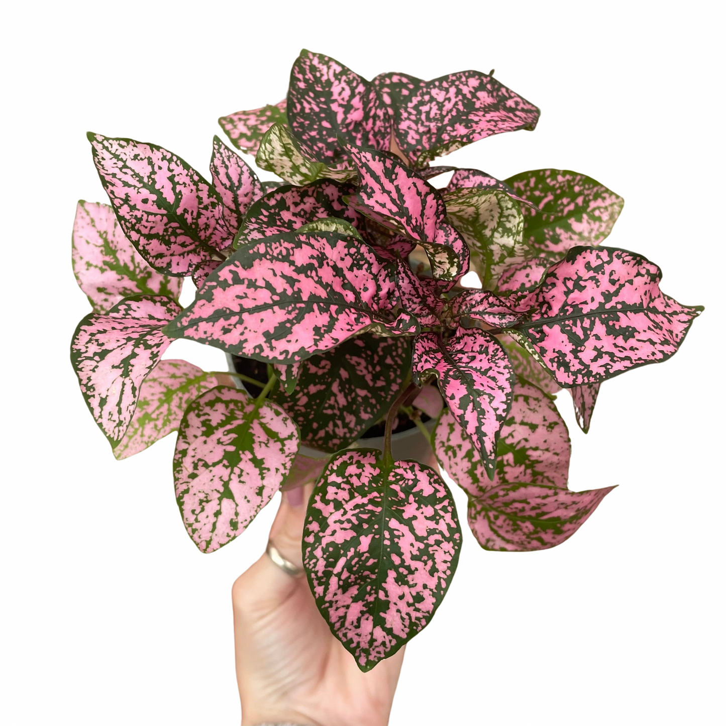 Hypoestes Phyllostachya Polka Dot Plant