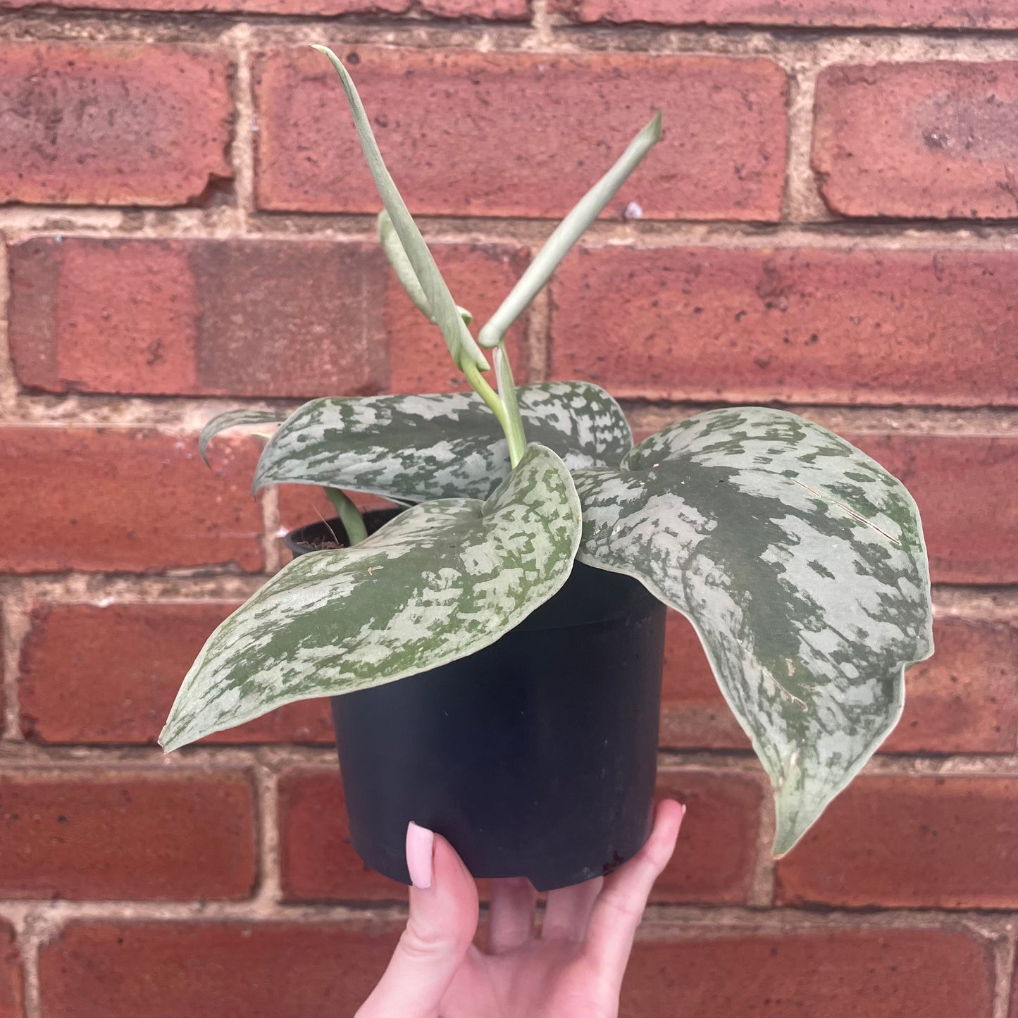 Scindapsus Pictus Silvery Ann Satin Pothos