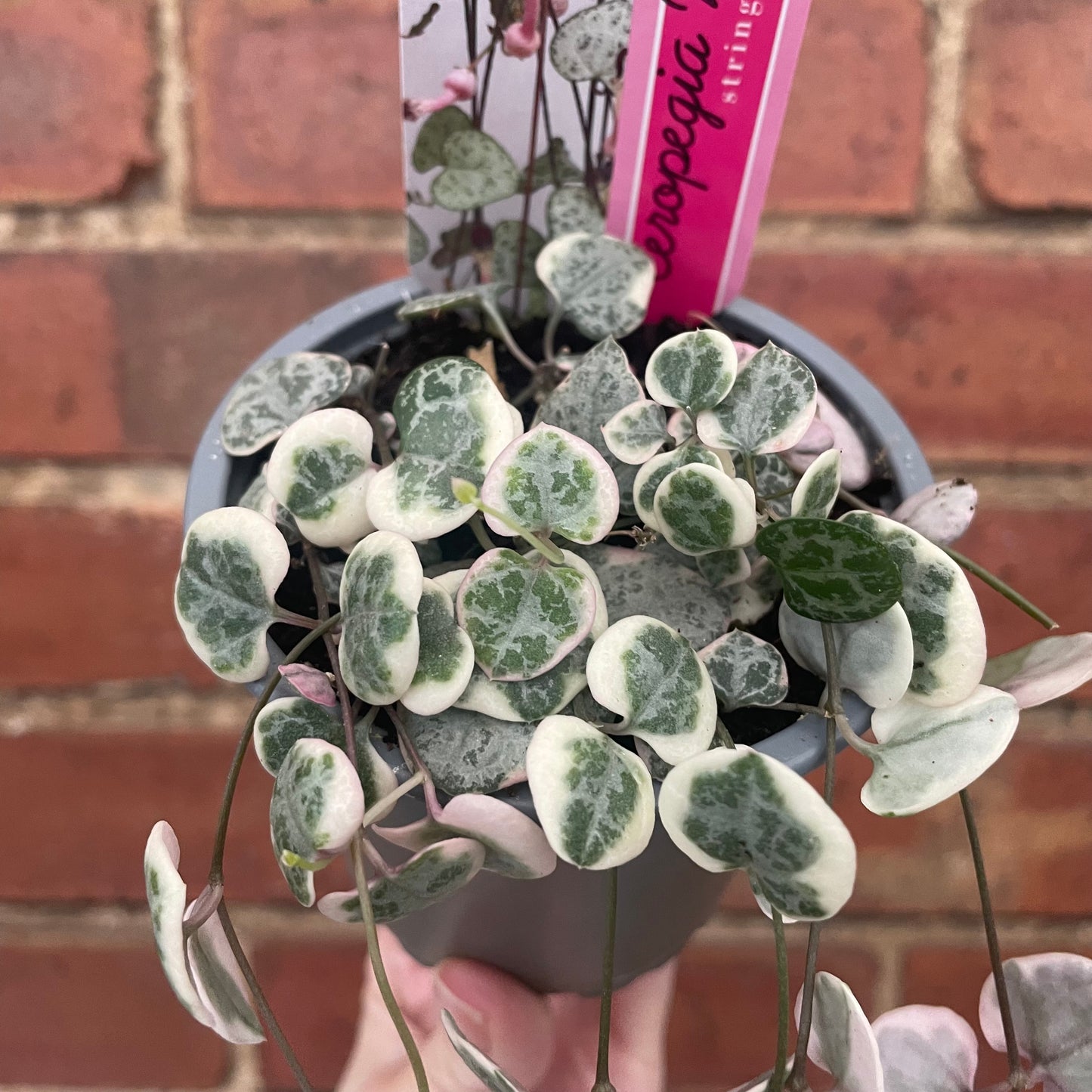 Variegated String of Hearts Ceropegia Woodii 8cm