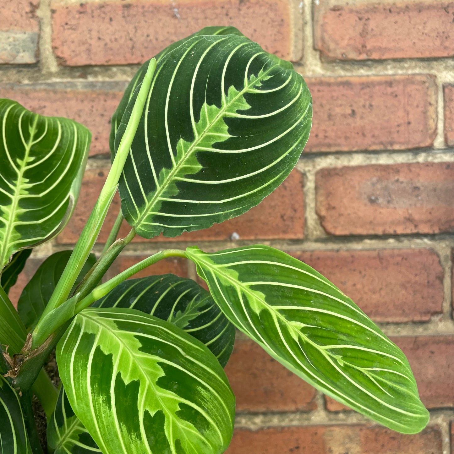 Maranta Lemon Lime Prayer Plant