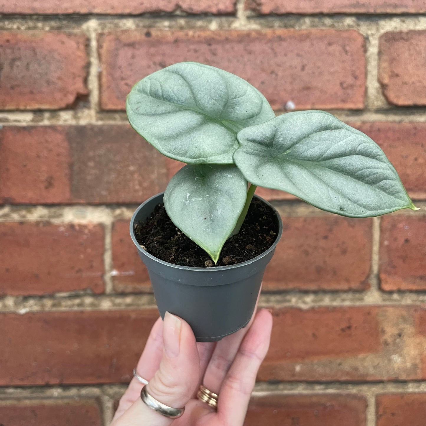 Baby Alocasia Silver Dragon