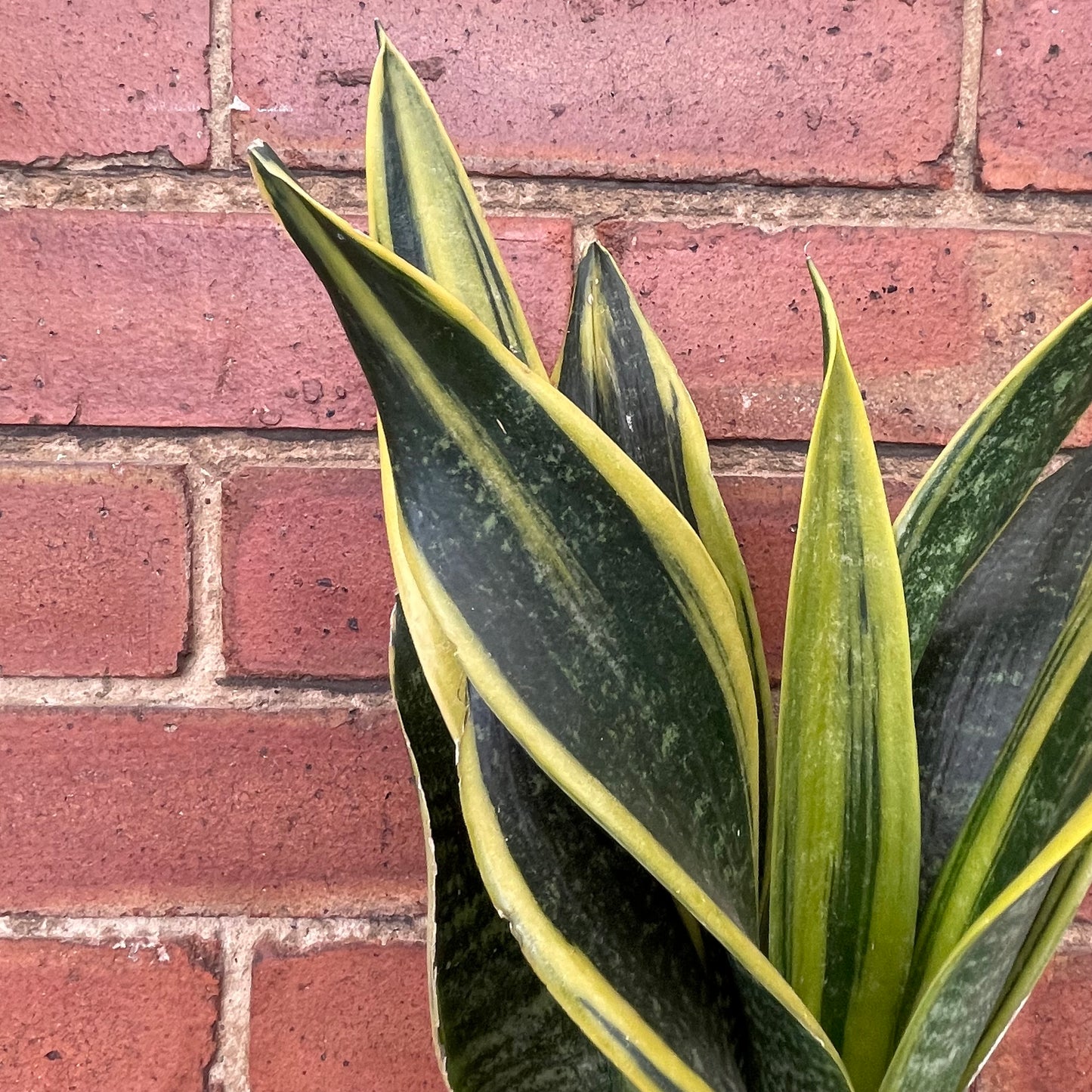Sansevieria Futura Superba