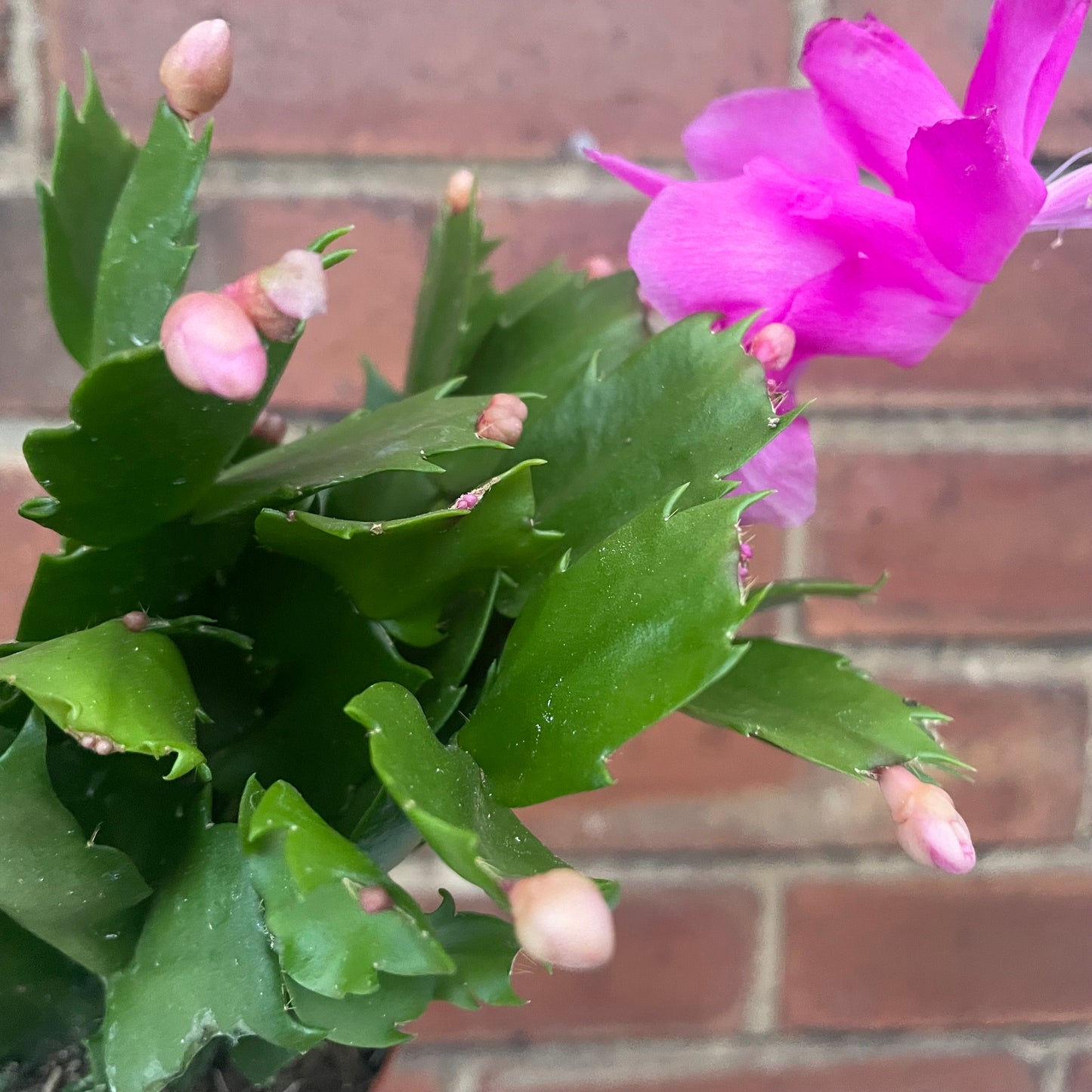 Schlumbergera Christmas Cactus