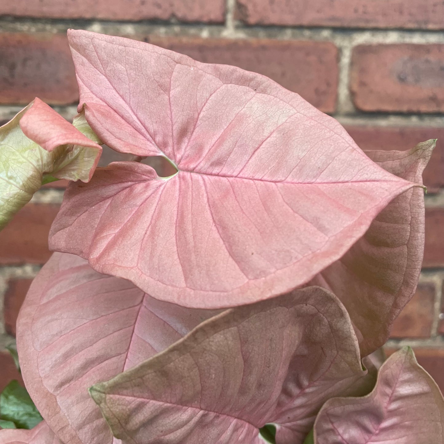 Syngonium Red Heart Arrowhead