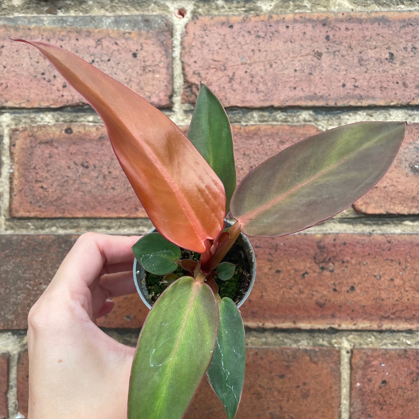 Baby Philodendron Red Sun