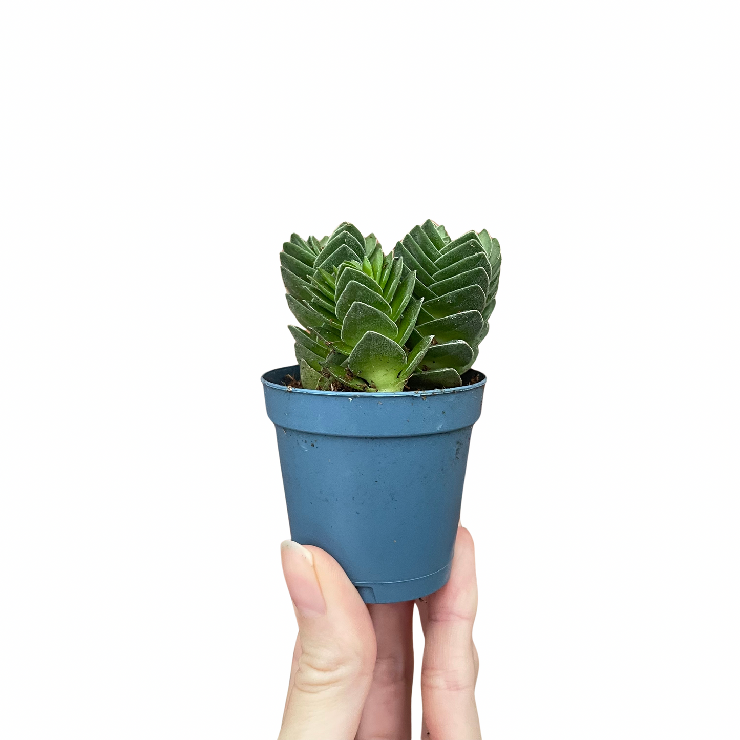 Crassula Buddha's Temple