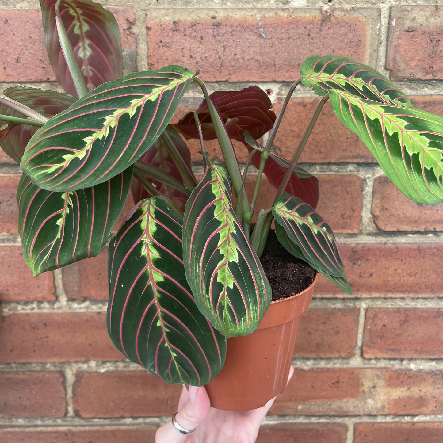 Maranta Fascinator Prayer Plant