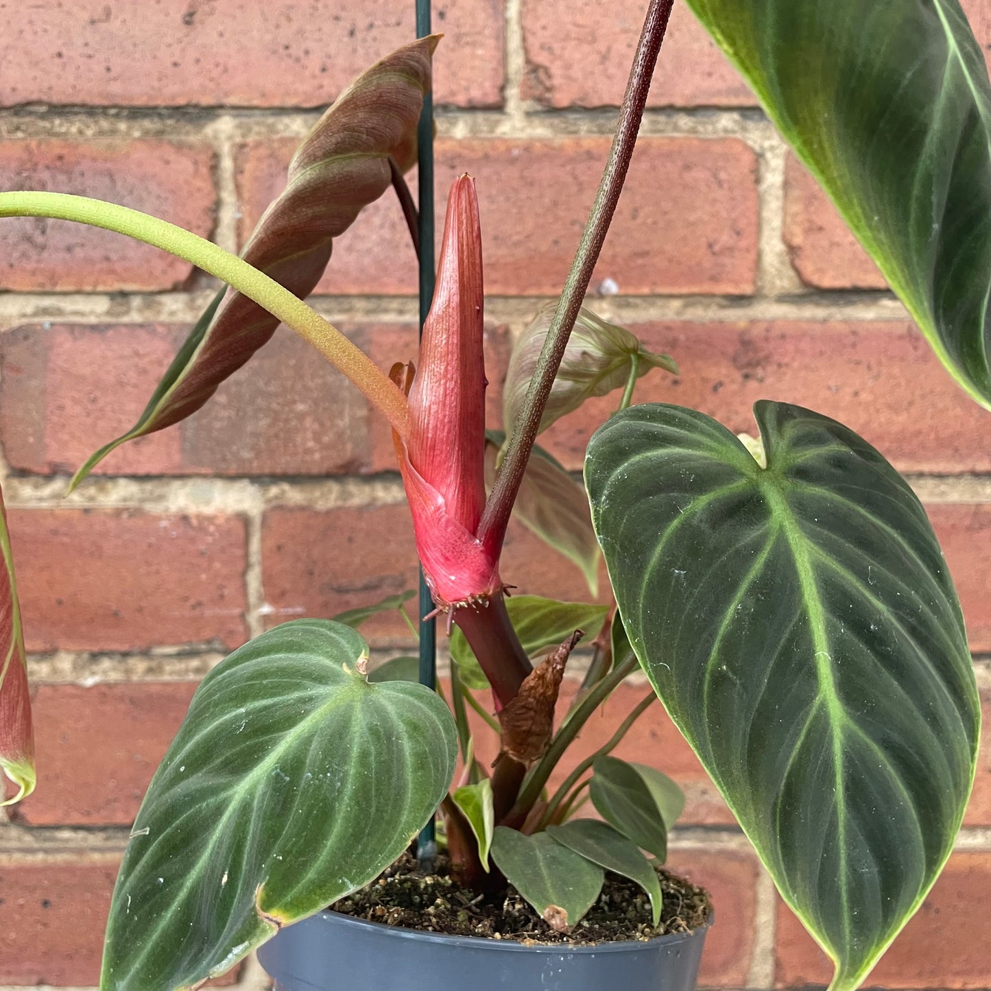 Philodendron El Choco Red