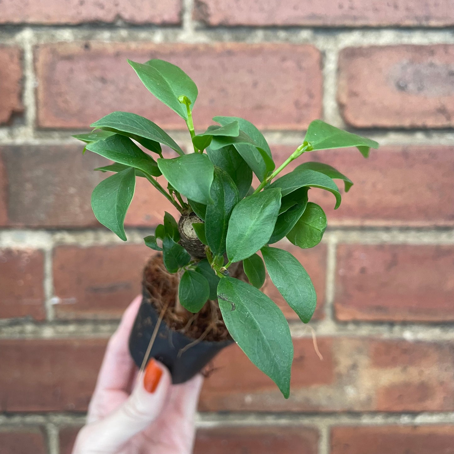 Baby Ficus Ginseng Bonsai Tree