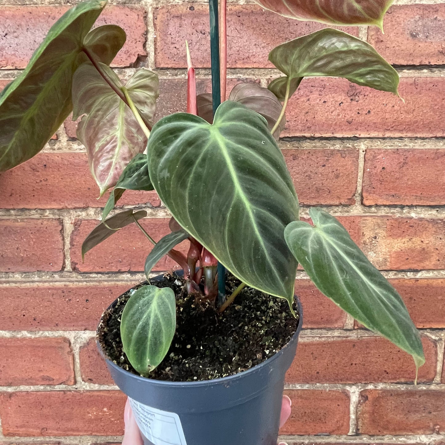 Philodendron El Choco Red