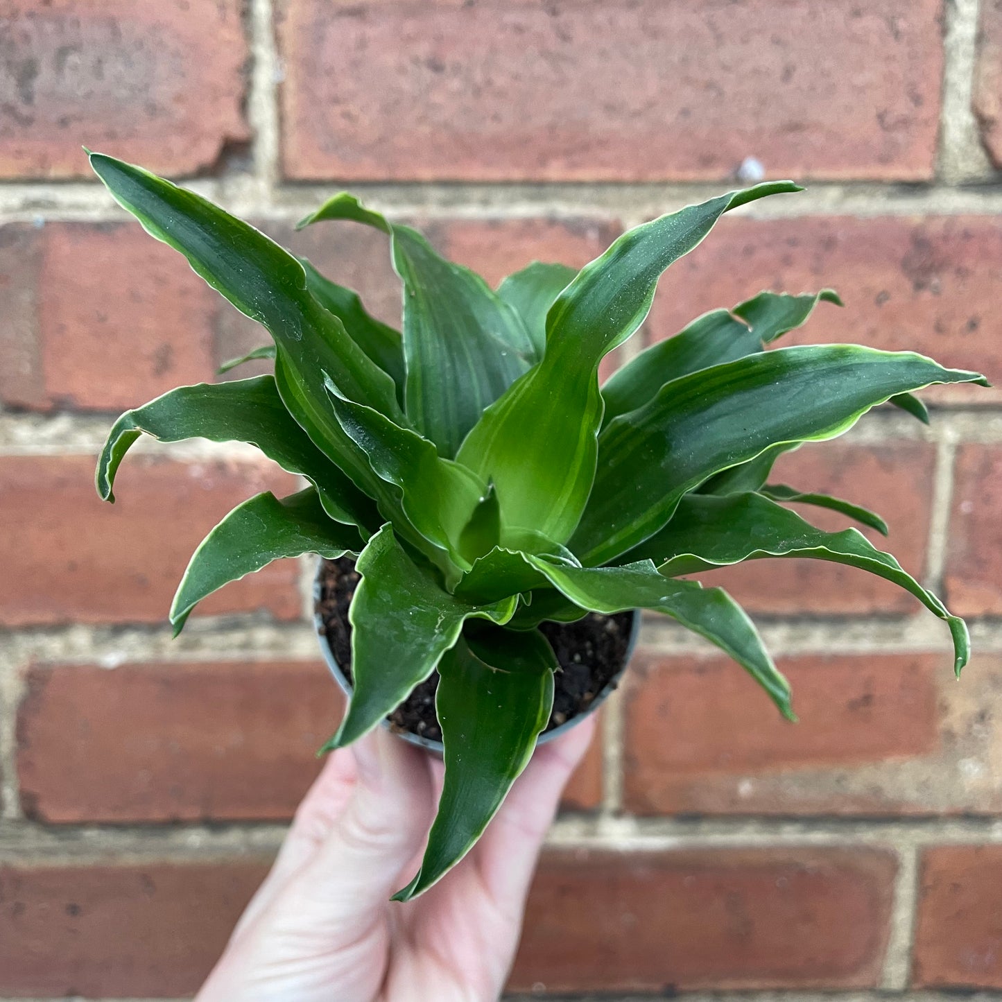 Baby Dracaena Compacta