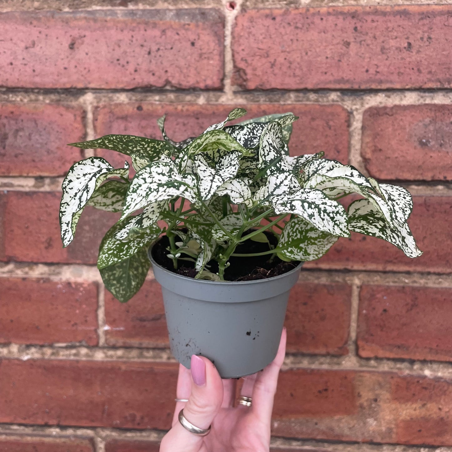 Hypoestes Phyllostachya Polka Dot Plant