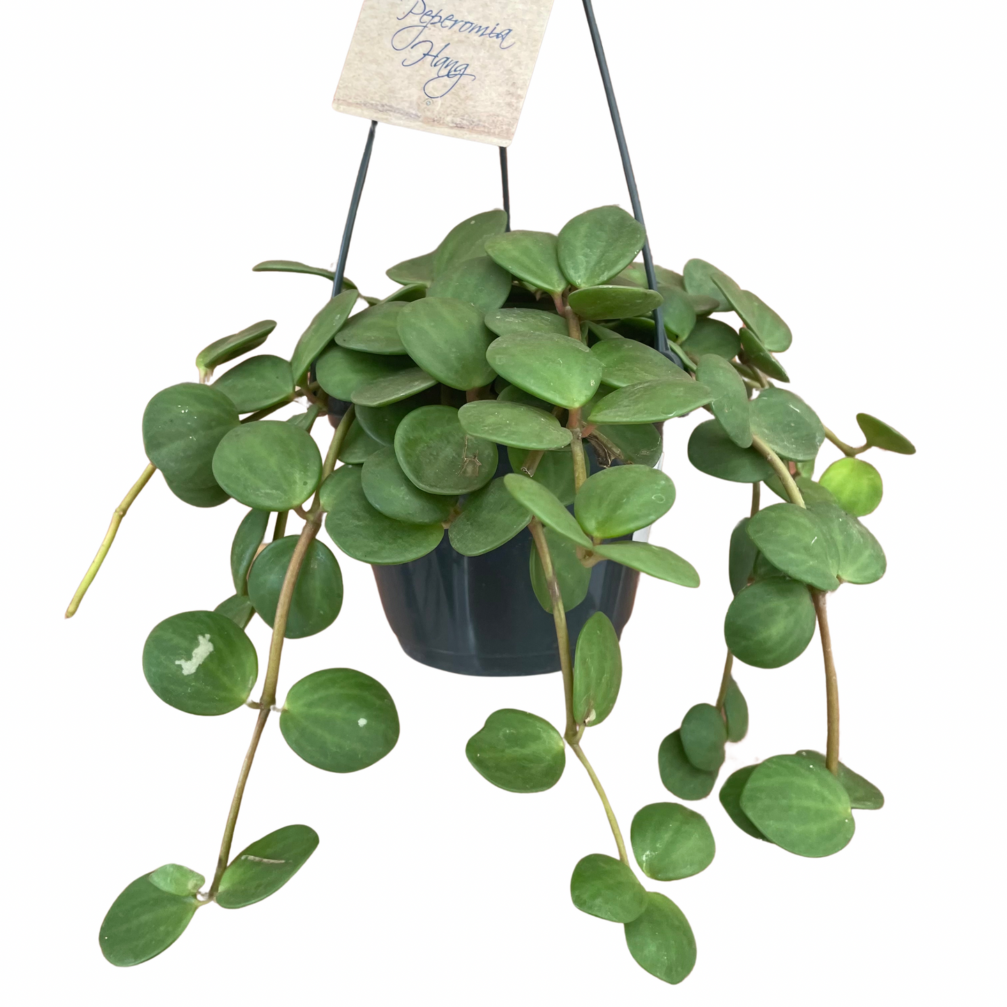 Peperomia Hope