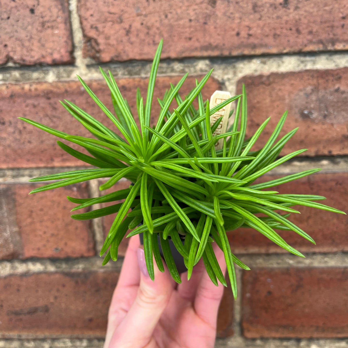 Baby Peperomia Happy Bean