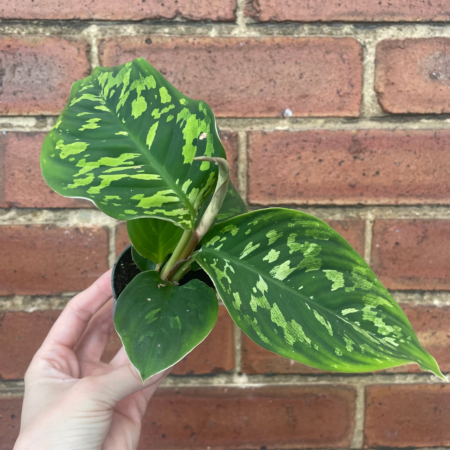 Baby Homalomena Camouflage