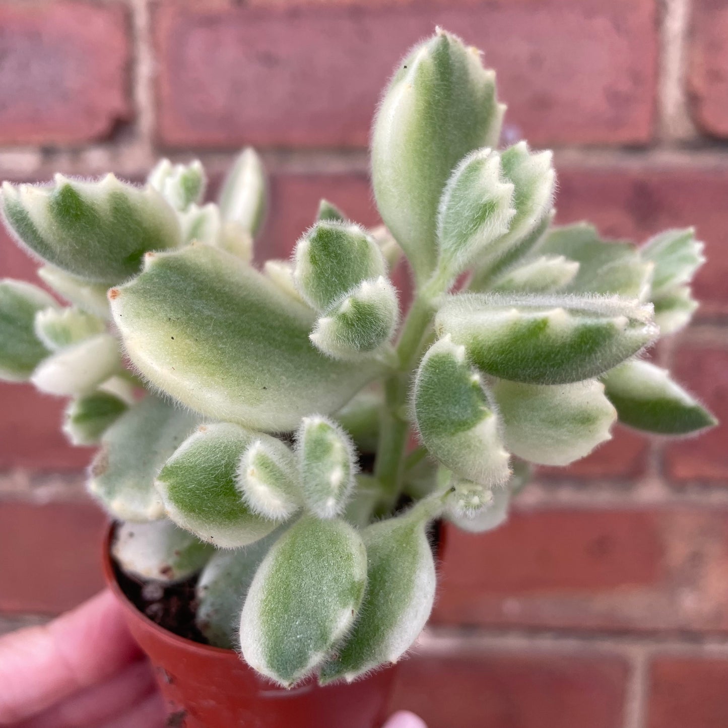 Baby Bear Paw Cotyledon Tomentosa Variegata