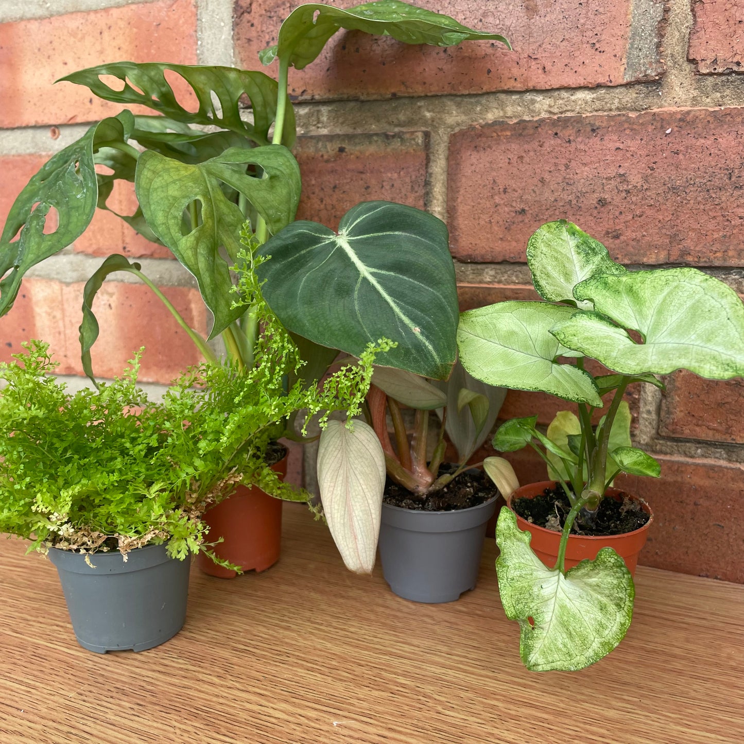 TLC Rescue Plant Bundle Small/Medium Houseplant Mystery Box