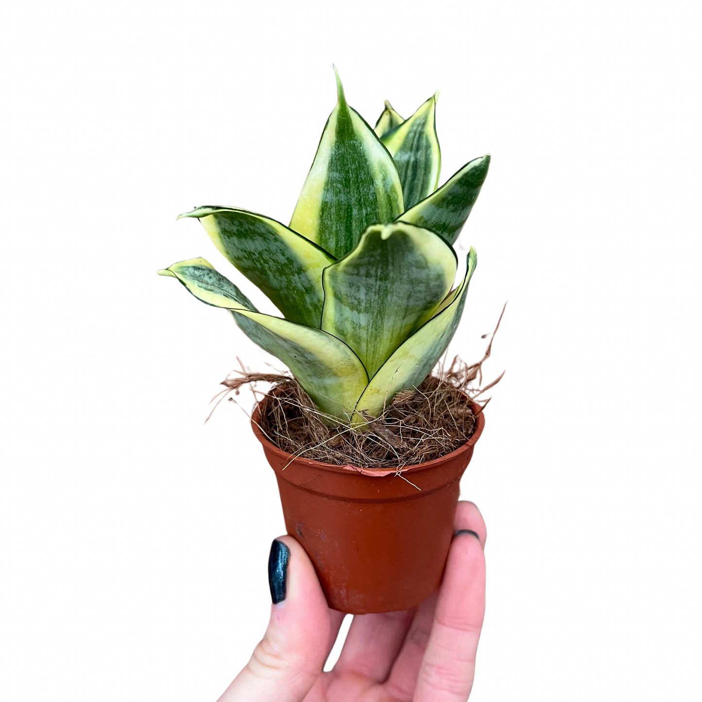 Baby Sansevieria trifasciata Laurentii