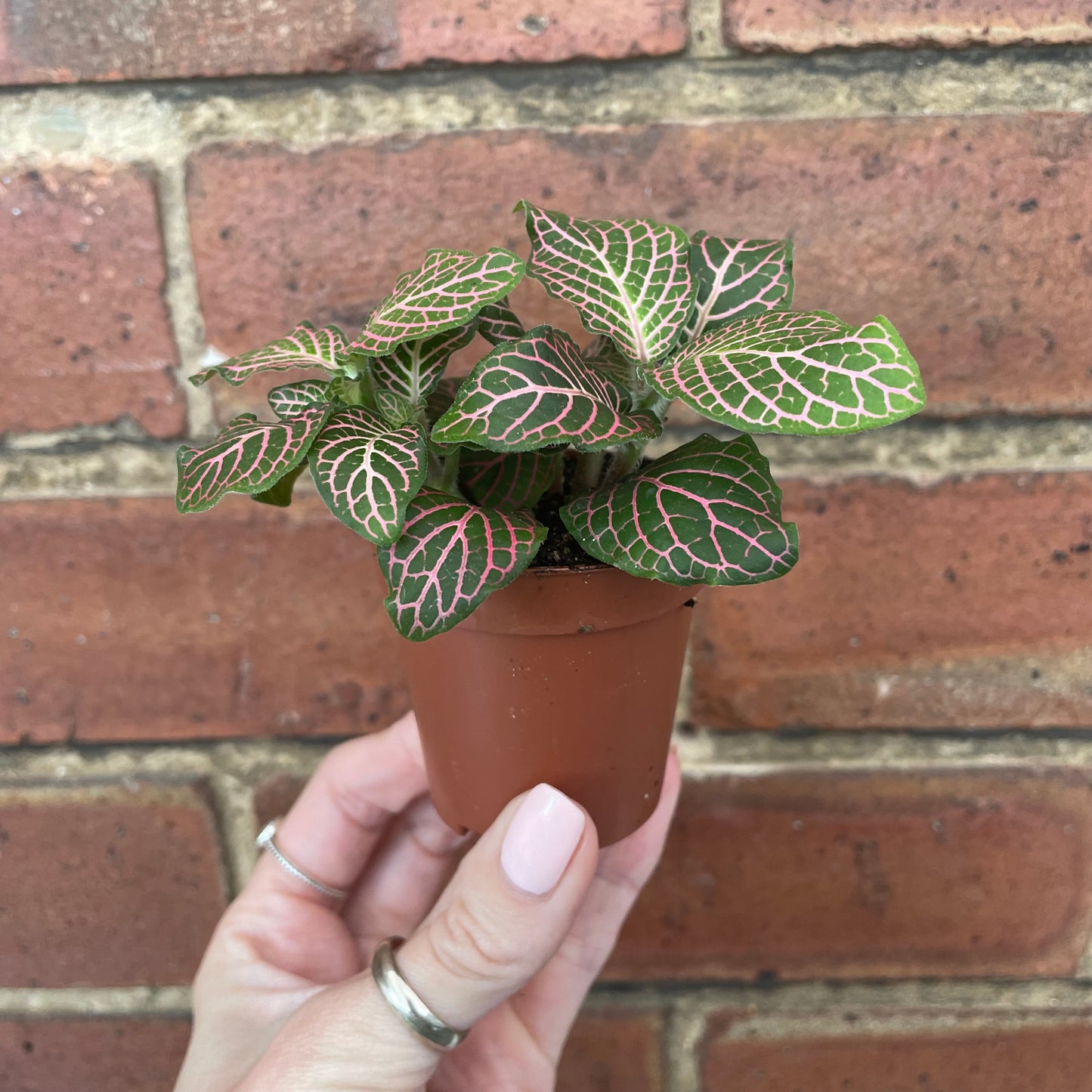 Baby Fittonia 'Mistral' Nerve Plant