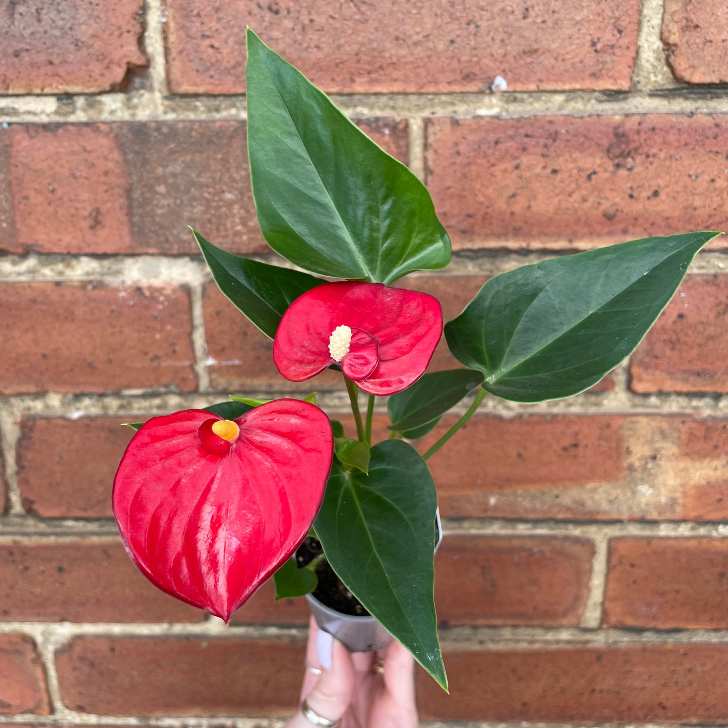Baby Anthurium Andraeanum