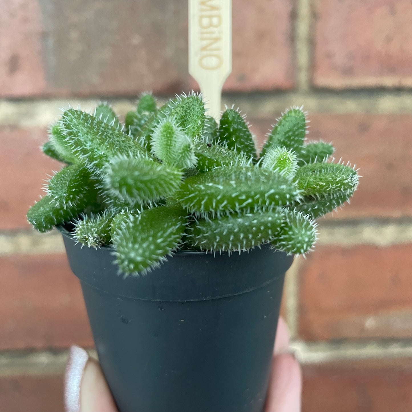 Baby Pickle Plant Delosperma Echinatum