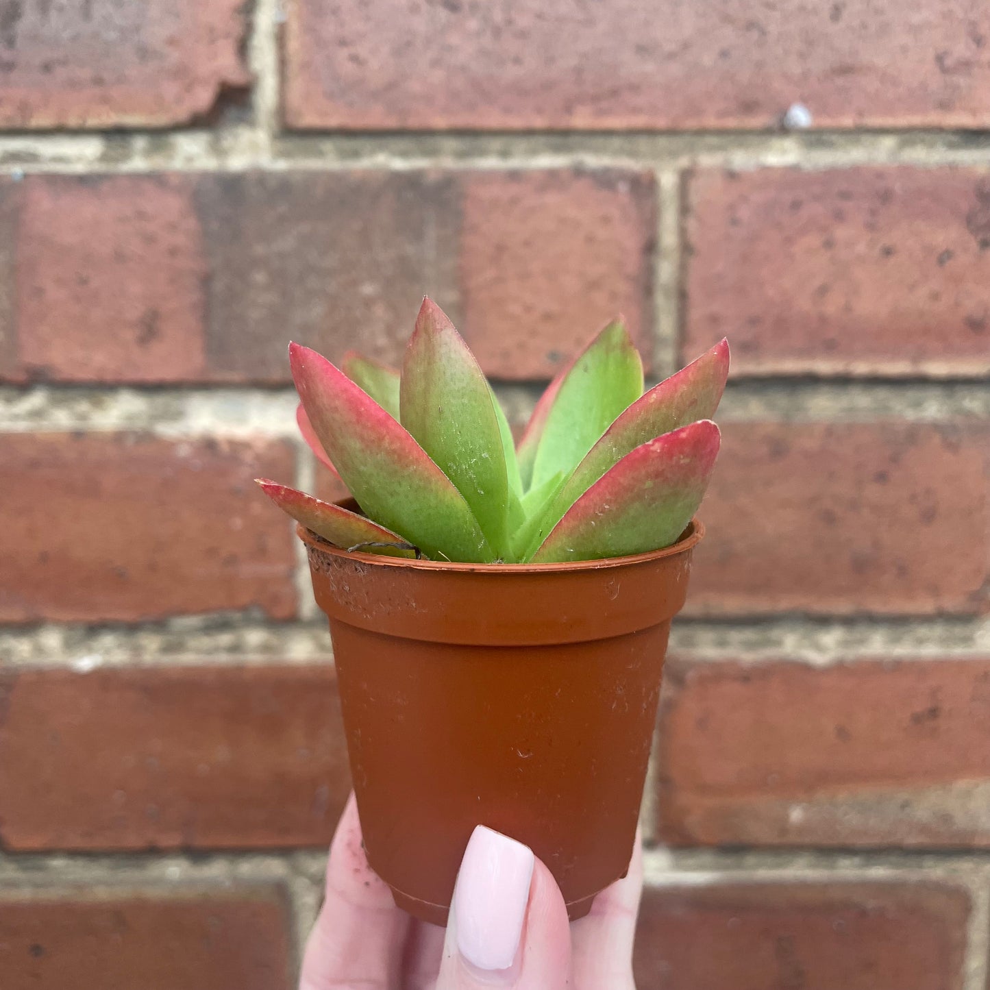 Crassula Capitella Campfire