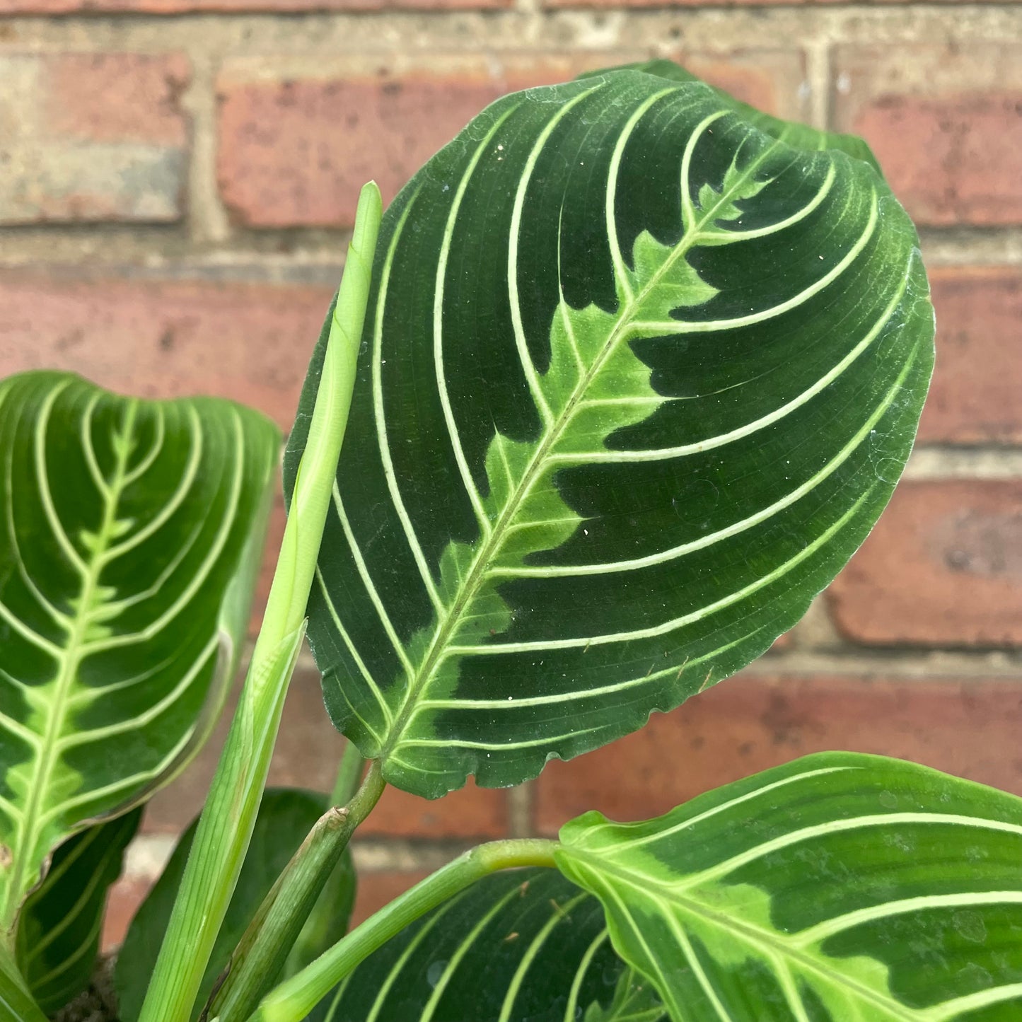 Maranta Lemon Lime Prayer Plant