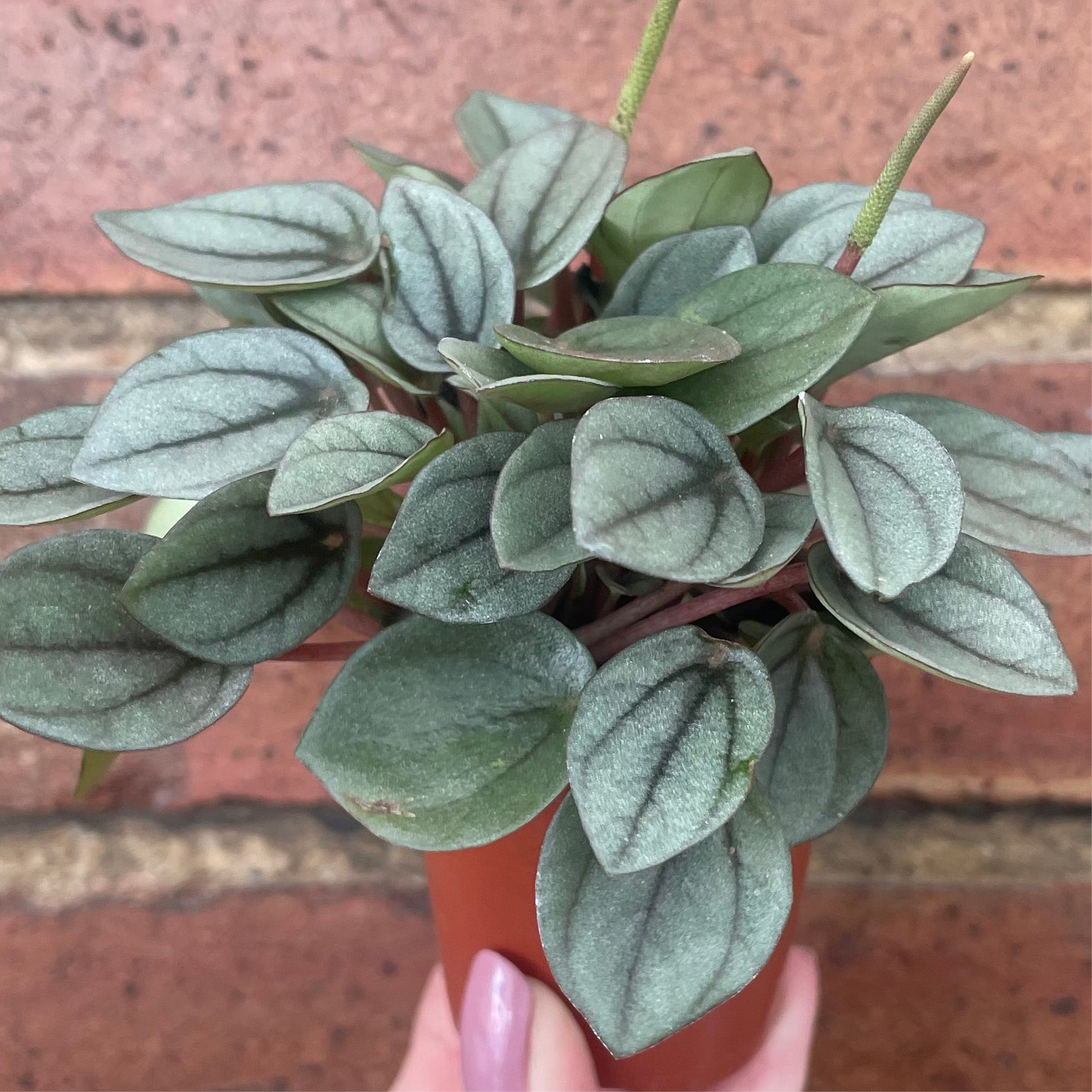 Baby Peperomia Napoli Nights