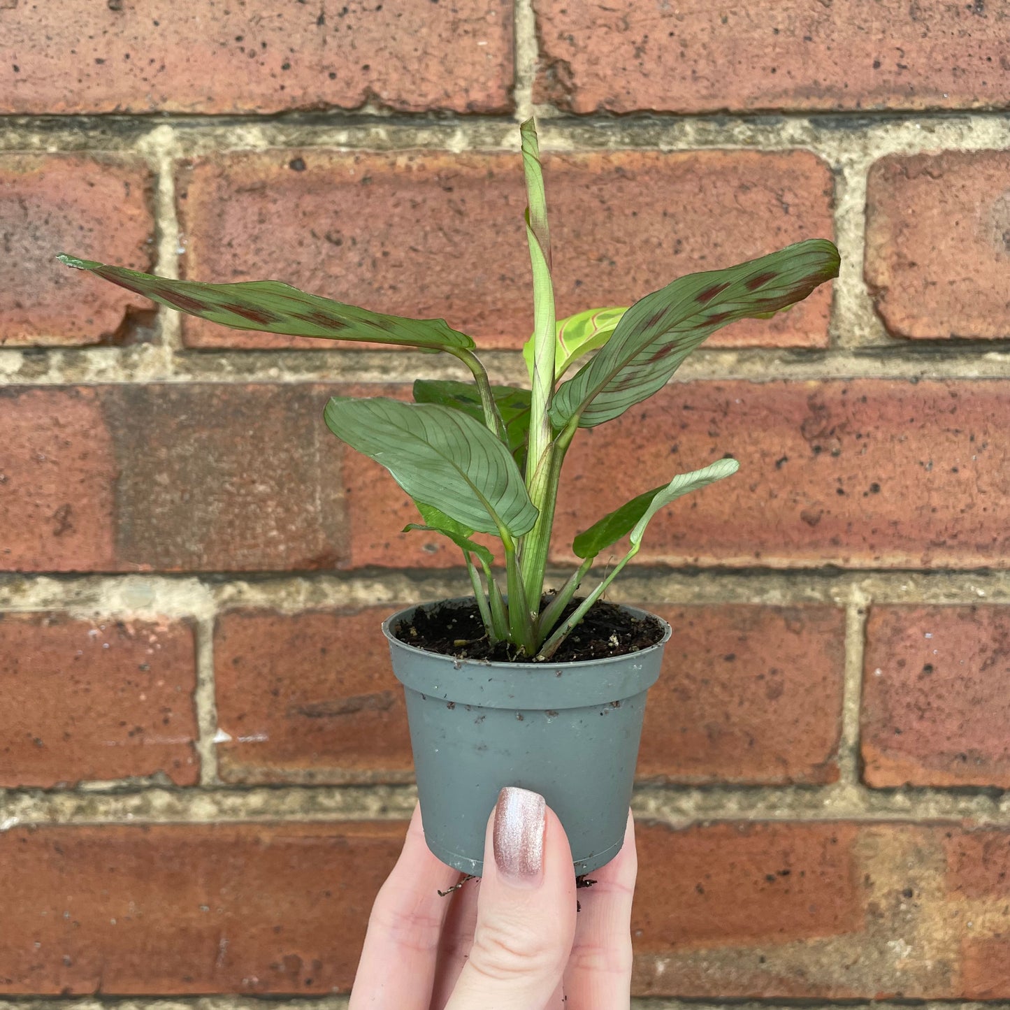 Baby Maranta Leuconeura
