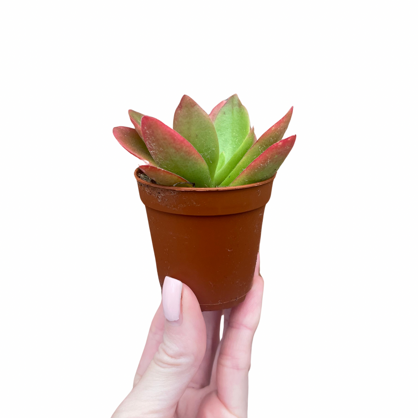 Crassula Capitella Campfire
