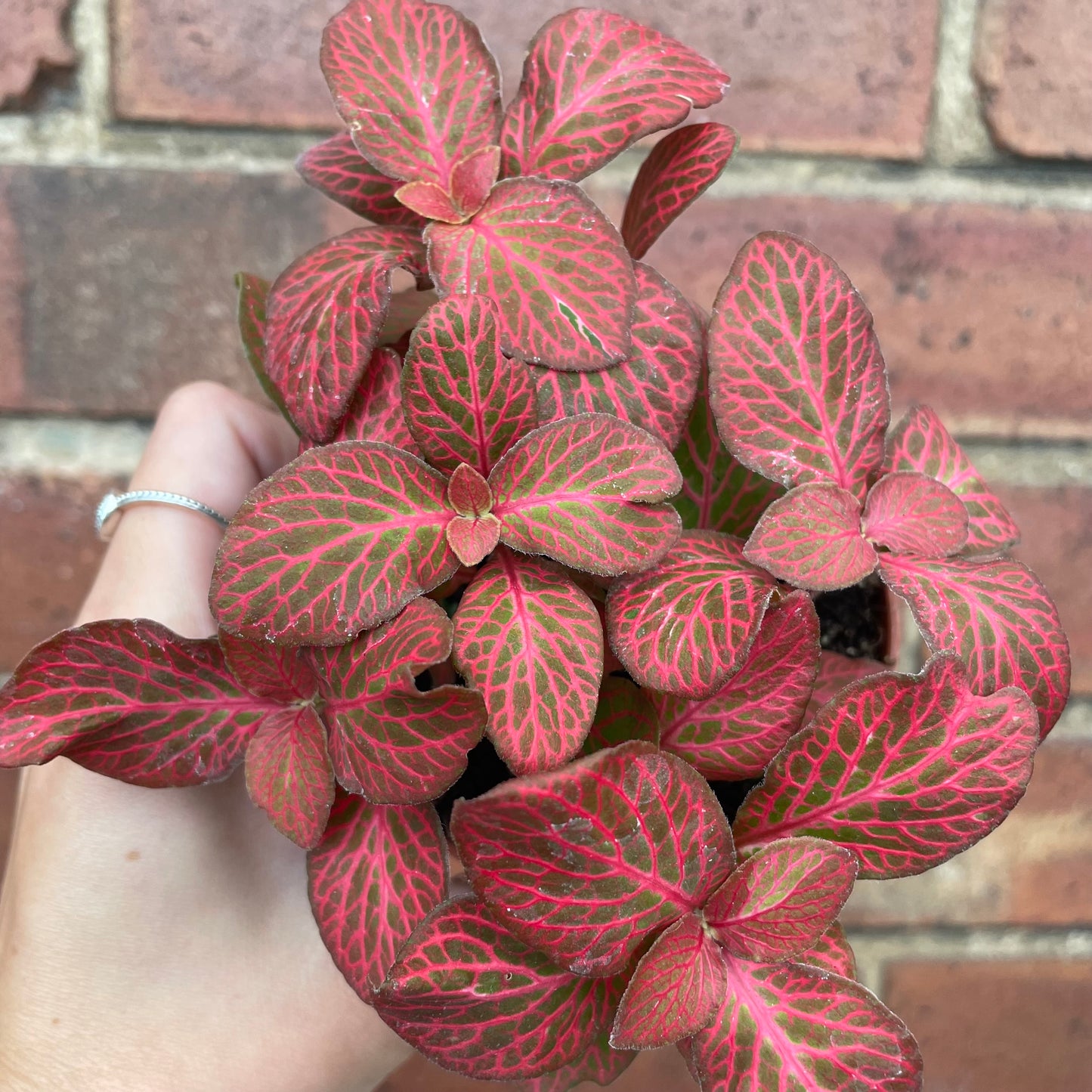 Fittonia Nerve Plant