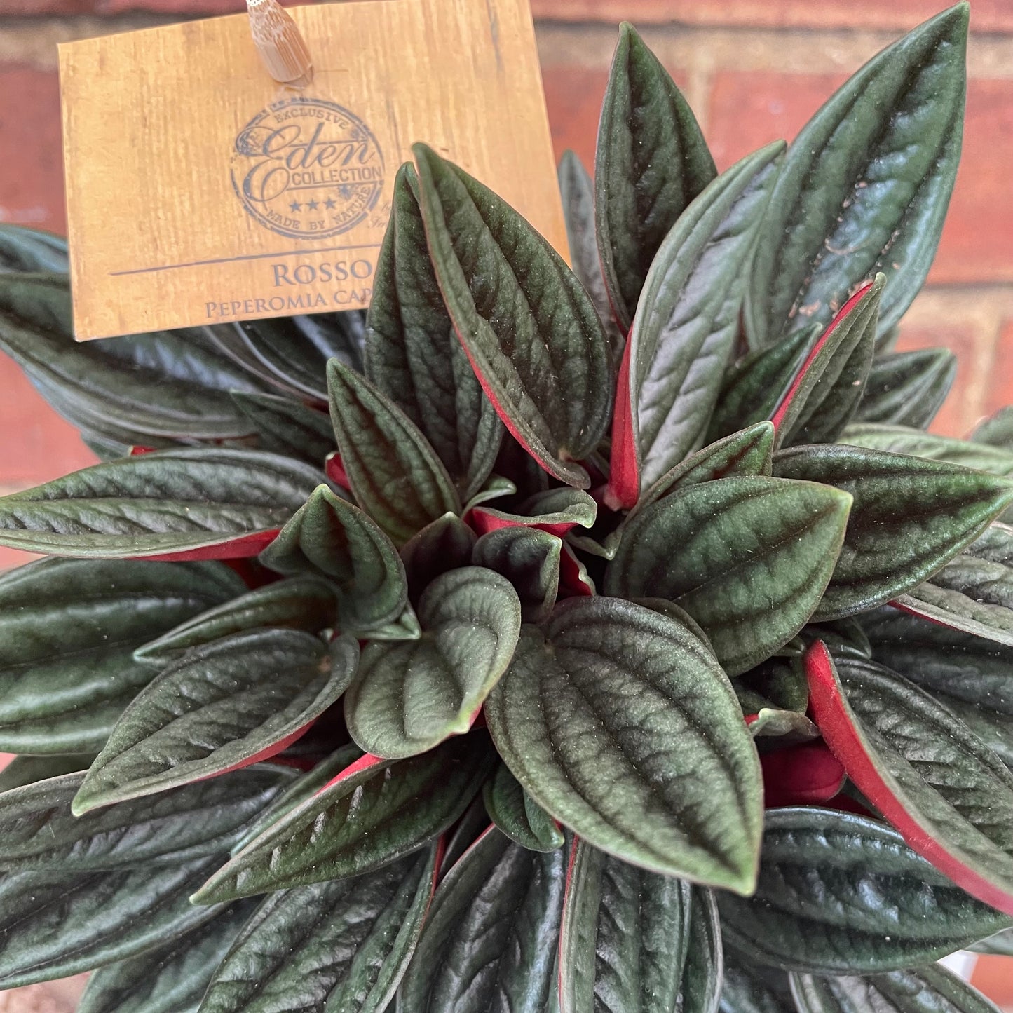 Peperomia Caperata Rosso 12cm pot