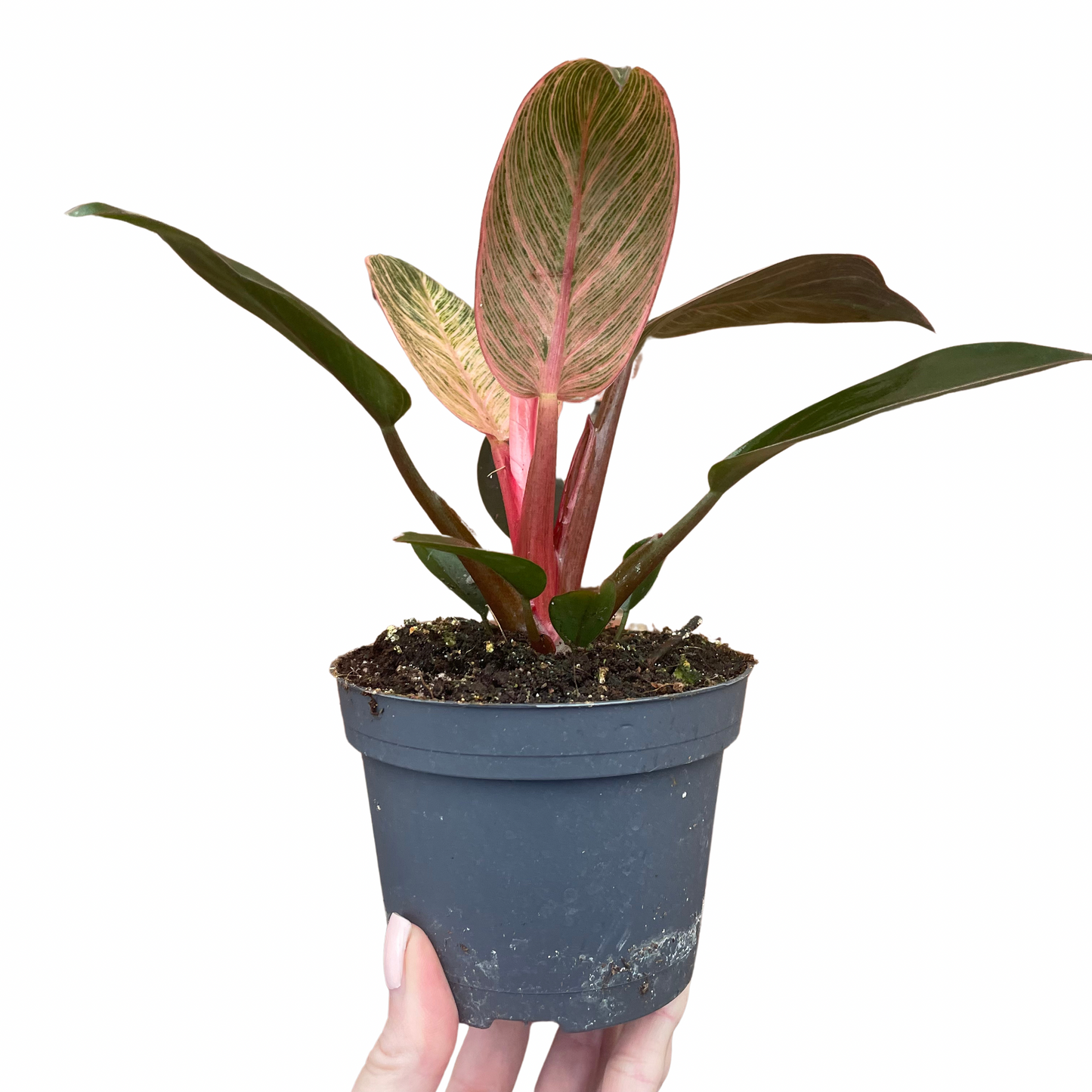 Philodendron Erubescens 'Pink Bikini'