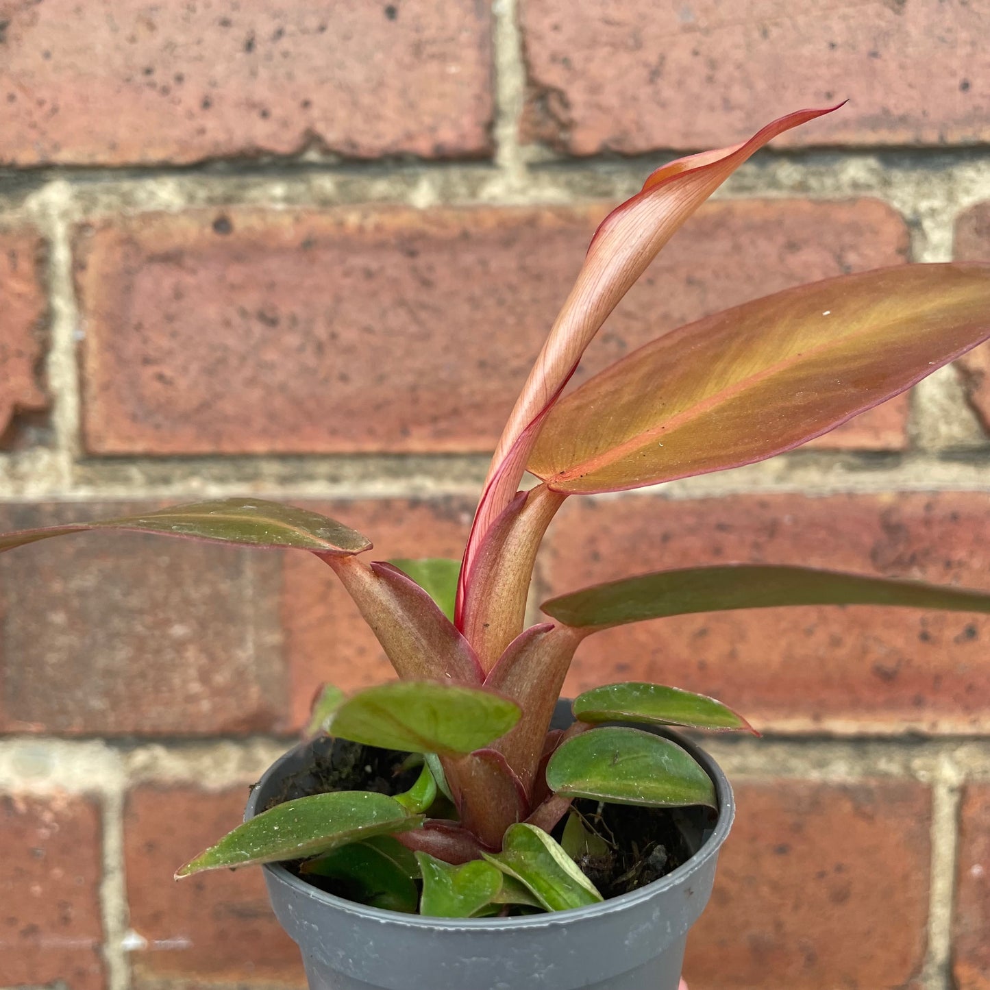 Baby Philodendron Red Sun