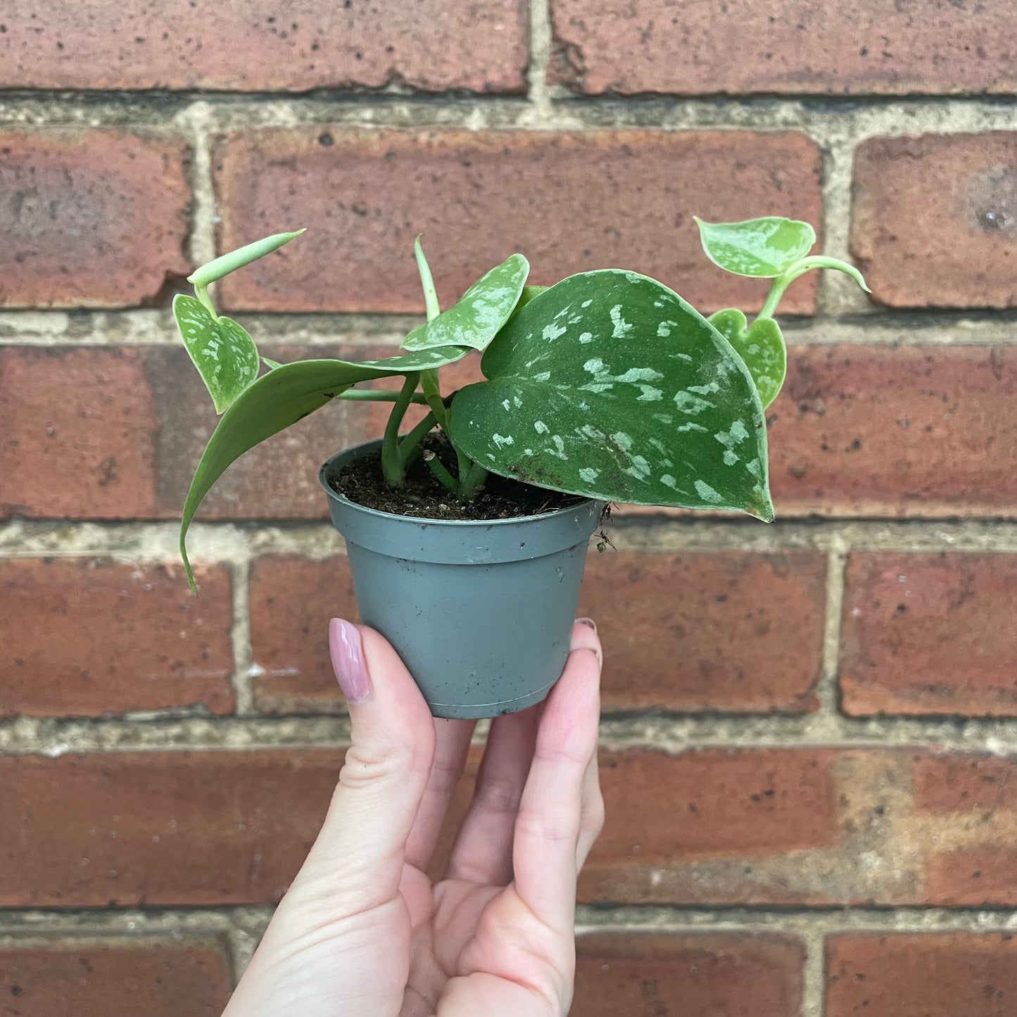 Baby Scindapsus Pictus Silvery Ann Satin Pothos