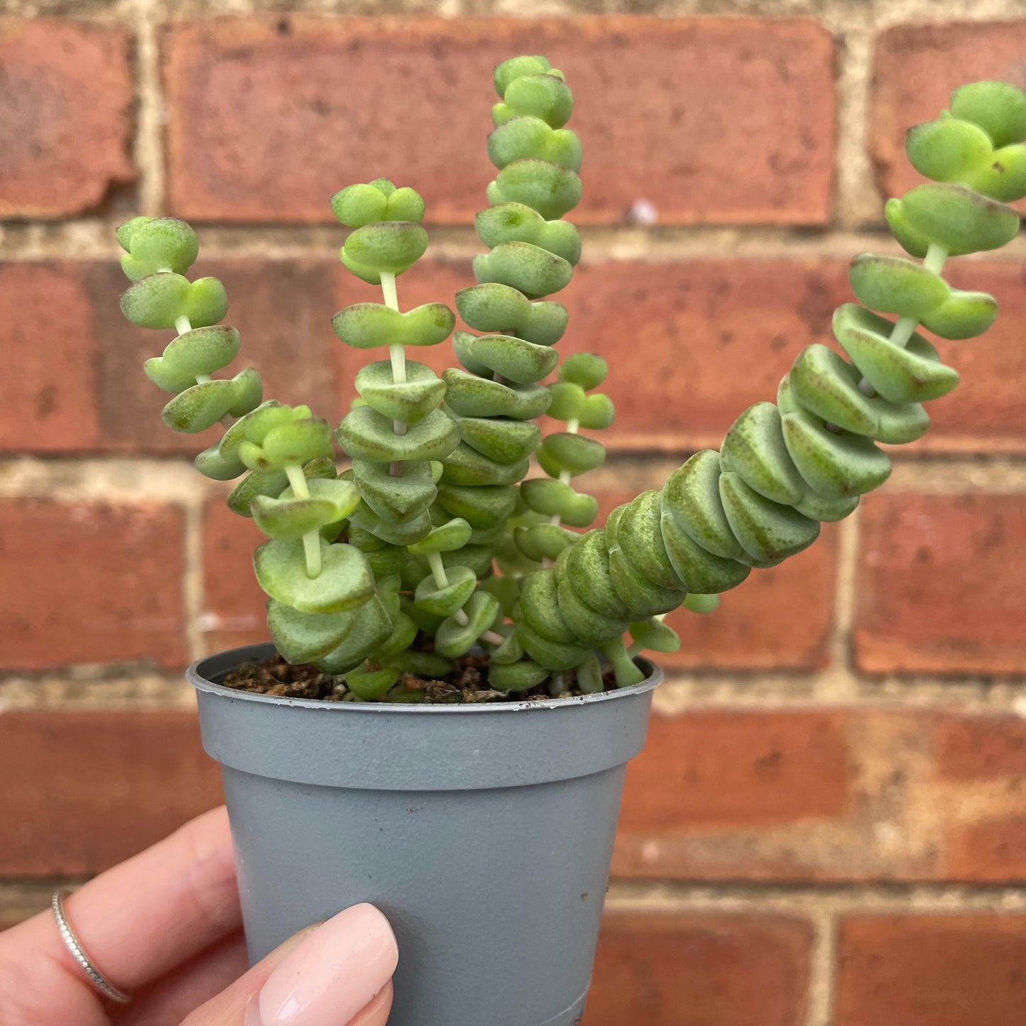 Crassula Marnieriana 'Hottentot'