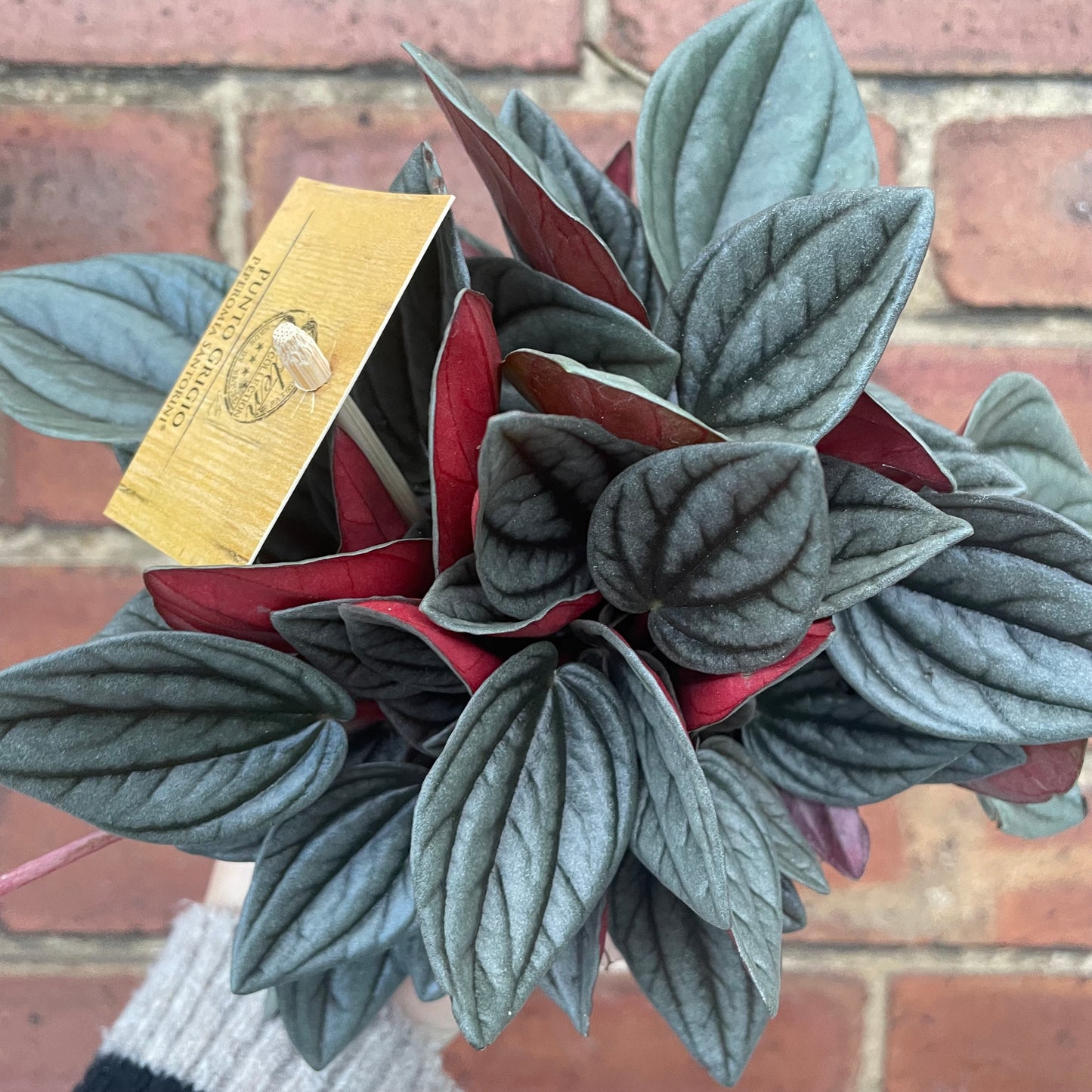 Peperomia Caperata Santorini 12cm pot