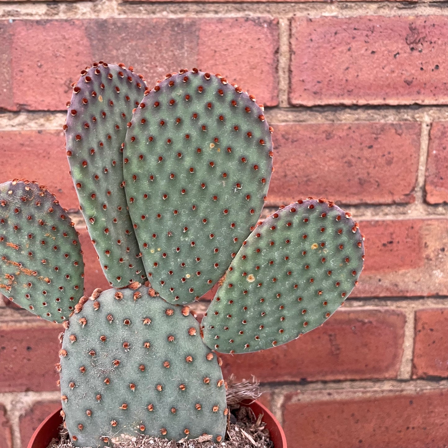 Optunia Microdasys Bunny Ears Cactus
