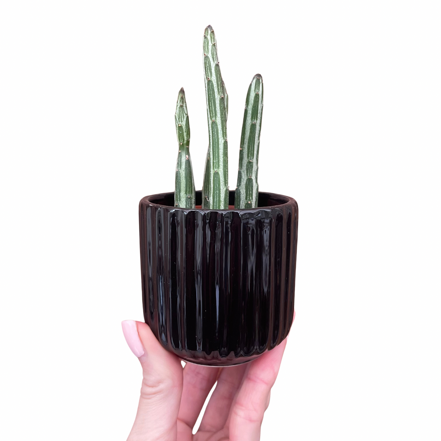 Ridged Design Black Mini Plant Pot-7cm