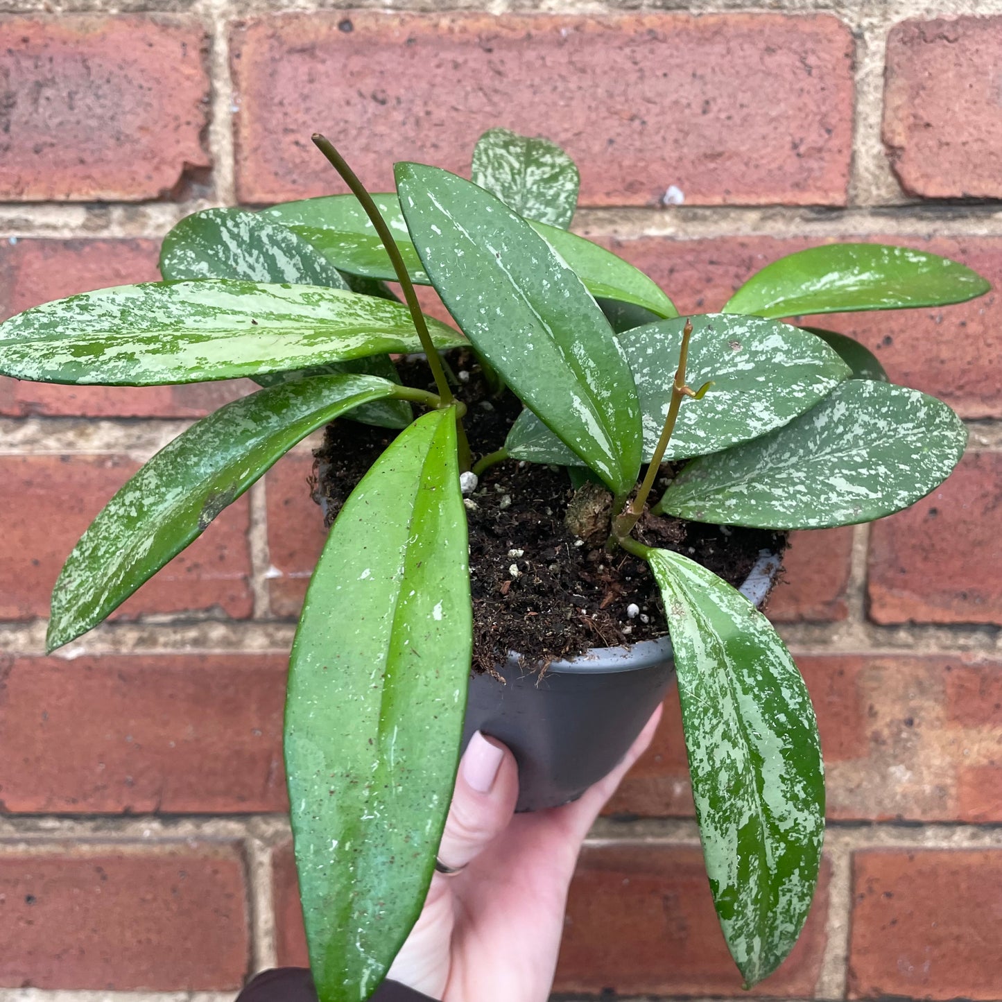 Hoya Pubicalyx Silver Spot
