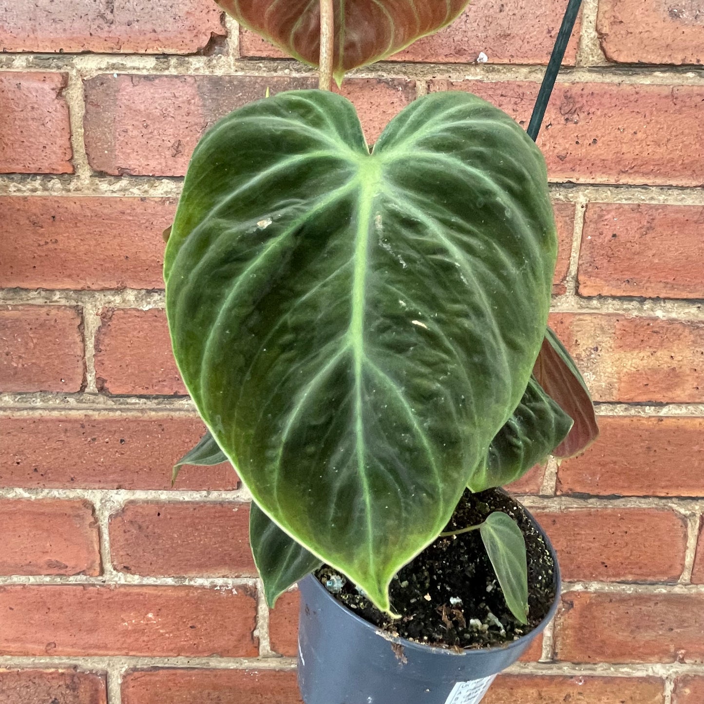Philodendron El Choco Red